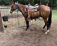 pretty-bay-gelding