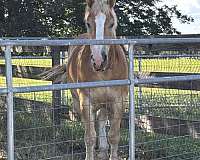 6-yr-old-horse-haflinger