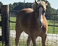 6-yr-old-horse