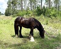 bay-there-white-socks-a-blaze-horse