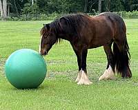 there-white-socks-a-blaze-horse