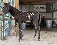 mule-colt
