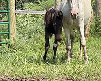 mule-for-sale