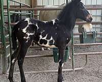 mule