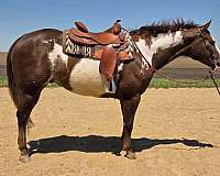 athletic-paint-horse
