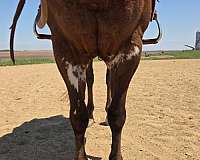 endurance-paint-horse