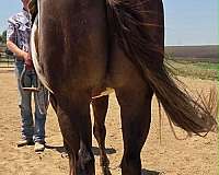 experienced-paint-horse