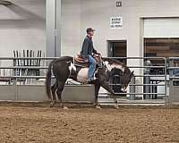 ridden-western-paint-horse