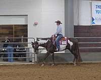 show-paint-horse