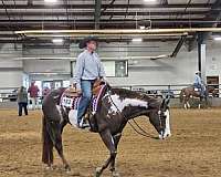show-experience-paint-horse