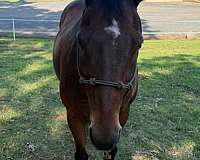 athletic-quarter-horse