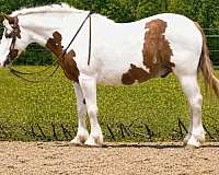athletic-gypsy-vanner-horse