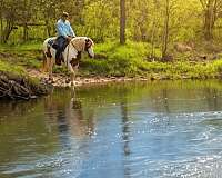 beginner-gypsy-vanner-horse