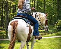 husband-safe-gypsy-vanner-horse