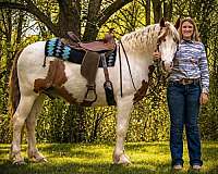 kid-safe-gypsy-vanner-horse