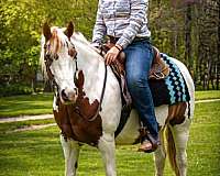 parade-gypsy-vanner-horse