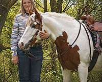 performance-gypsy-vanner-horse