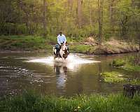 playday-gypsy-vanner-horse