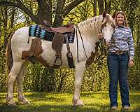 pony-club-gypsy-vanner-horse