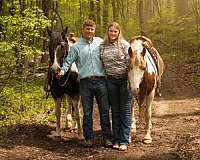 ranch-gypsy-vanner-horse