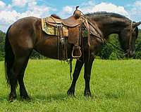 great-prospect-friesian-horse