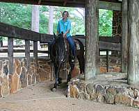 all-around-friesian-horse