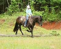 all-friesian-horse