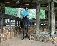 all-around-prospect-friesian-horse