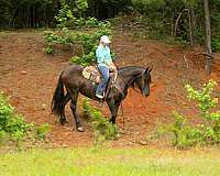 arena-friesian-horse