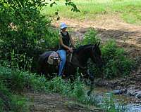 around-friesian-horse
