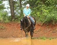 athletic-friesian-horse
