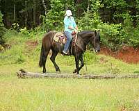 auction-friesian-horse