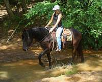 available-friesian-horse