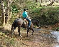 baroque-friesian-horse