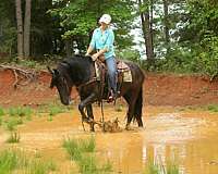 black-friesian-horse