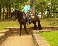 broodmare-friesian-horse