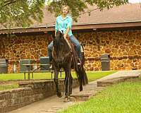 broodmare-prospect-friesian-horse