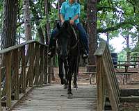 call-friesian-horse