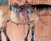athletic-quarter-horse