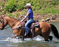 calf-roping-quarter-horse