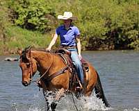 endurance-quarter-horse