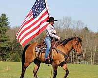 experienced-quarter-horse