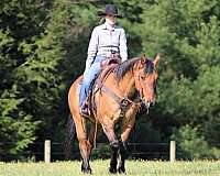 performance-quarter-horse