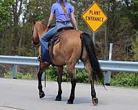 ranch-quarter-horse