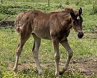 silver-roan-jose-tennessee-walking-horse