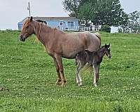 silver-roan-jose-horse