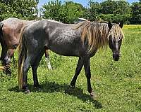 silver-roan-jose-filly