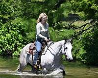 aqha-quarter-horse