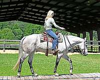 bombproof-quarter-horse