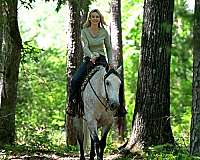 all-around-quarter-horse